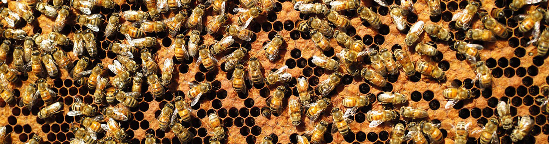 single trainning banner